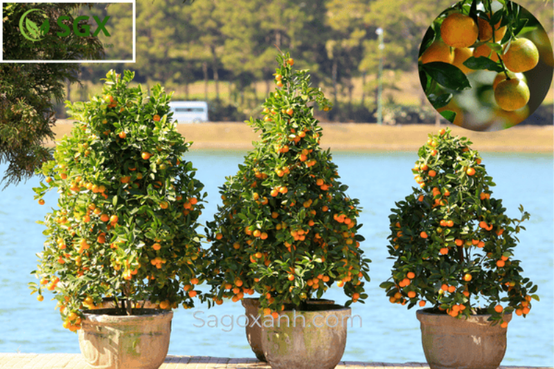 Hoa đồng tiền có nguồn gốc từ miền Nam Châu Phi, mang vẻ đẹp rực rỡ và sức sống mãnh liệt.